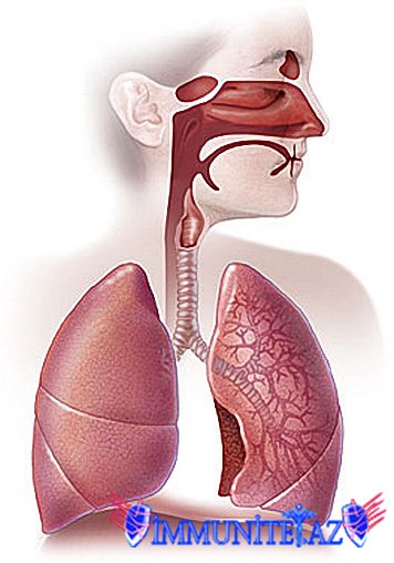 Слизистая оболочка дыхательных путей представлена. Слизистая оболочка дыхательных путей. Слизистая верхних дыхательных путей. Слизистые дыхательных путей. Слизистые оболочки дыхательных путей.