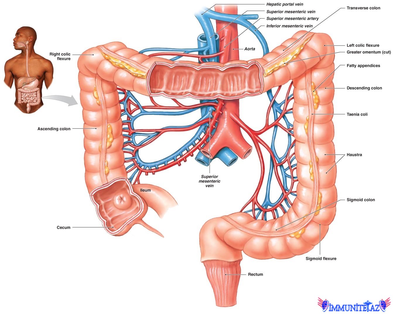 Qastrointersistal sistemin anatomiyası və fiziologiyası