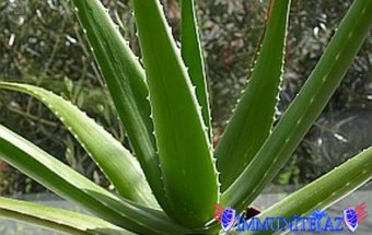 Aloe bitkisinin 50-dən çox xəstəlikləri müalicə etdiyini bilirdinizmi?