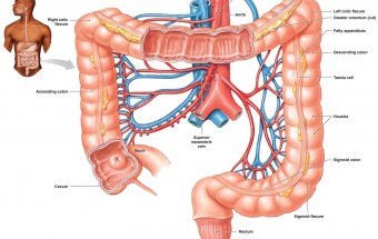 Qastrointersistal sistemin anatomiyası və fiziologiyası