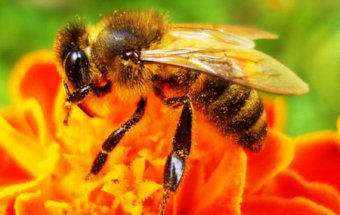 Bal arısı zəhərinin faydaları