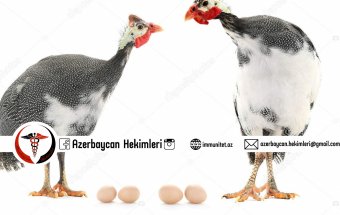 Qvineya quşu yumurtası